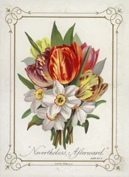 Posy of Flowers
